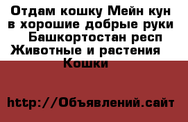 Отдам кошку Мейн кун в хорошие добрые руки  - Башкортостан респ. Животные и растения » Кошки   